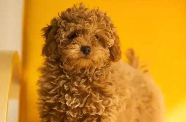 泰迪犬饲养务必要注意的几个原则