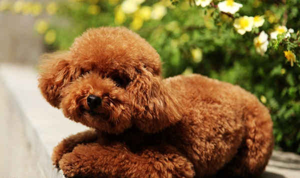训练泰迪犬需要注意的四个事项