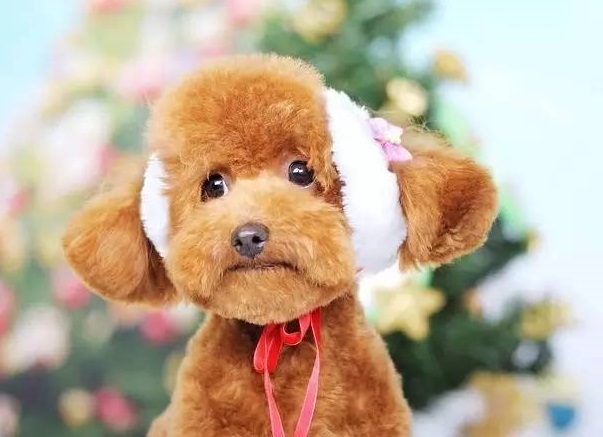 怀孕泰迪犬全程指导