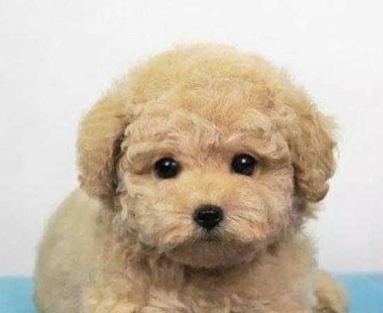 哪些原因成为泰迪犬脱毛的重要理由