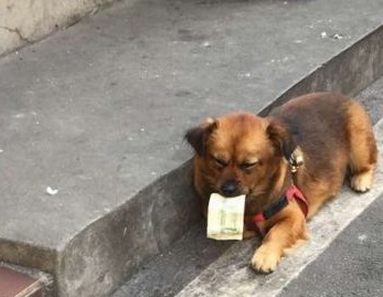 10月大小狗"见钱眼开" 叼纸币到商店买蛋吃
