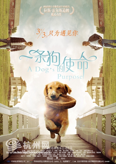 《一条狗的使命》上映 每一只宠物都是命中注定的精灵