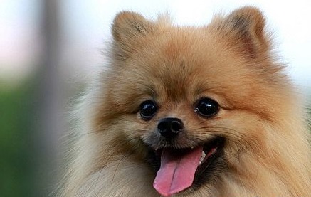 从性格上去分析博美犬好还是泰迪犬好