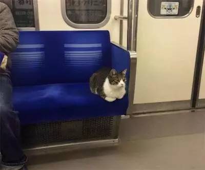 日本一猫咪竟连续3年独自搭地铁回家