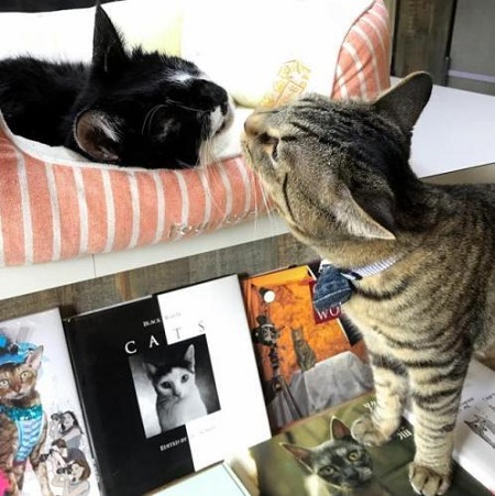 猫咪变身东京书店店员 巡视时悠然自得
