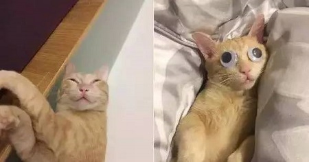 趁猫咪睡着后，逗逼主人给它安上假眼睛，喵星人的形象都被毁了