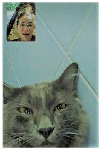女子出差和猫咪视频 猫咪眼泪大颗大颗往下流