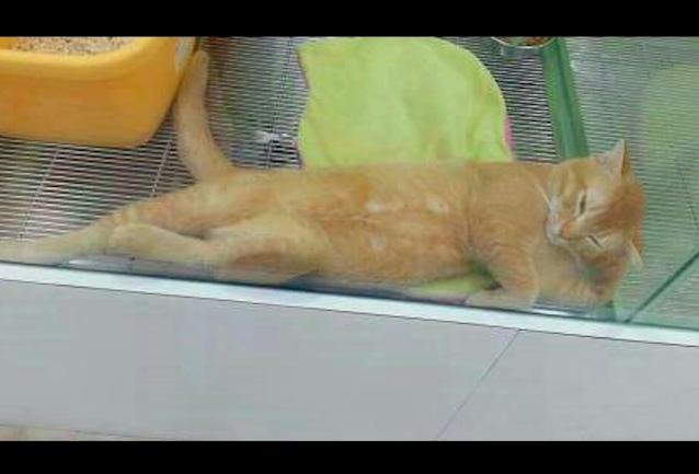 网友在宠物店里逛 却看到了只桀骜不驯的猫咪 这姿势