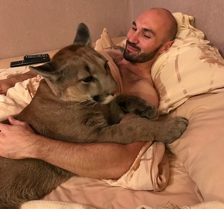 俄夫妇收养美洲豹 经常洗澡刷牙像大猫