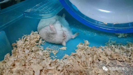 宠物各种销魂睡相