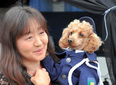 最萌警犬：日本警方邀泰迪犬破案