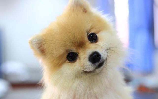 博美犬一生的几个阶段，你家狗狗处在哪个阶段里呢？