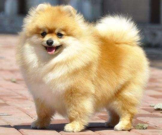 博美犬什么季节换毛？不打理就像流浪狗