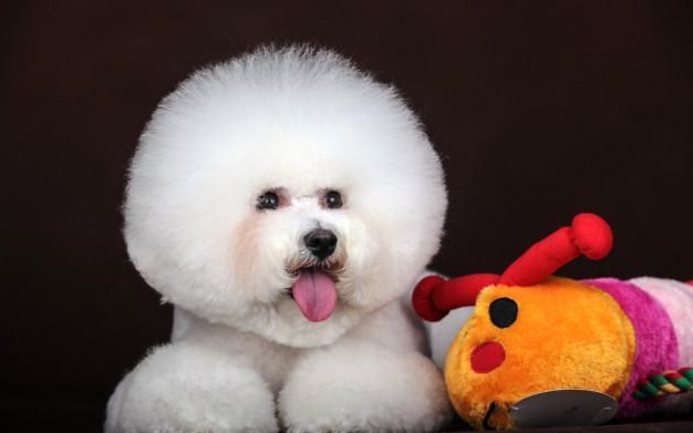 比熊犬的优点和缺点对比