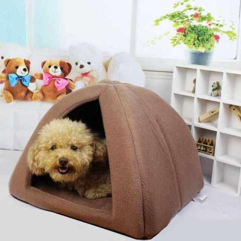 通过泰迪犬的睡觉，就可以看出泰迪犬爱不爱你