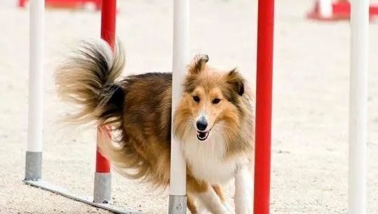 饲养喜乐蒂牧羊犬，做到这五大要素，才是关键