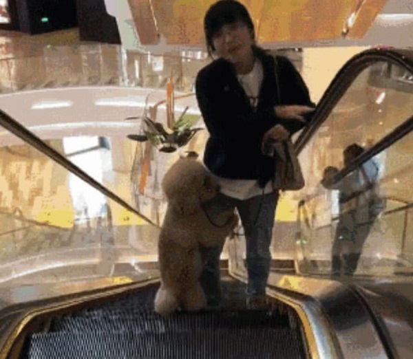 泰迪犬胆小不敢坐电梯，把主人当做救命稻草，做出的举动逗笑路人