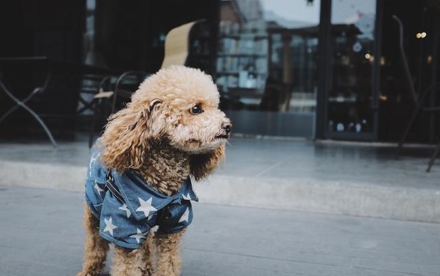 这些关于泰迪犬的冷知识，让你真正了解泰迪犬