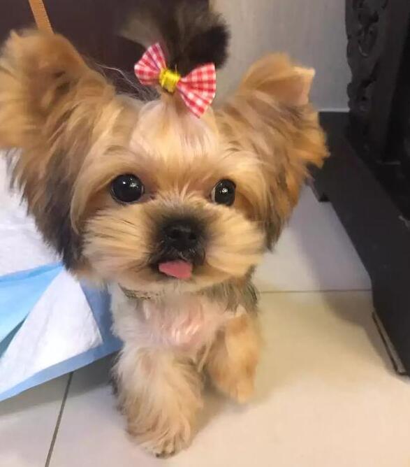 养好约克夏犬，你不可不知道的小秘密
