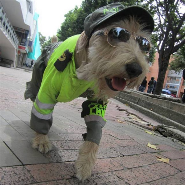 流浪雪纳瑞犬变身呆萌警犬，把整个社区的人都迷倒了