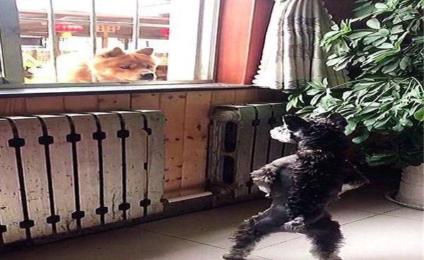 雪纳瑞犬每天都在阳台张望，原来是在等“意中人”，真是像极了爱情