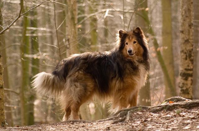 喜乐蒂牧羊犬的“6大优点”，不养你会后悔！