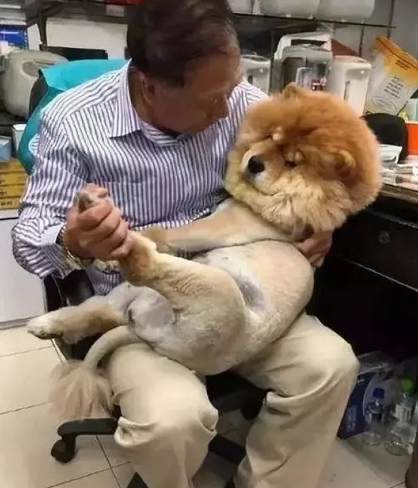 松狮犬被迫换发型后，天天和主人冷暴力，主人没办法只能惯着它