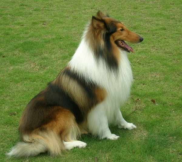 充满灵性的犬中明星——苏格兰牧羊犬，伊丽莎白女王的宠爱