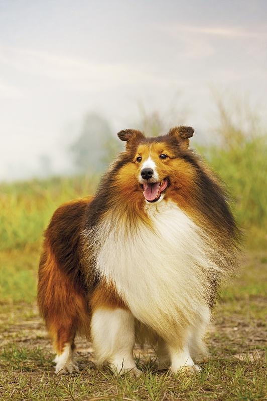 为什么苏格兰牧羊犬喜欢低声叫唤，最忌讳的食物有哪些
