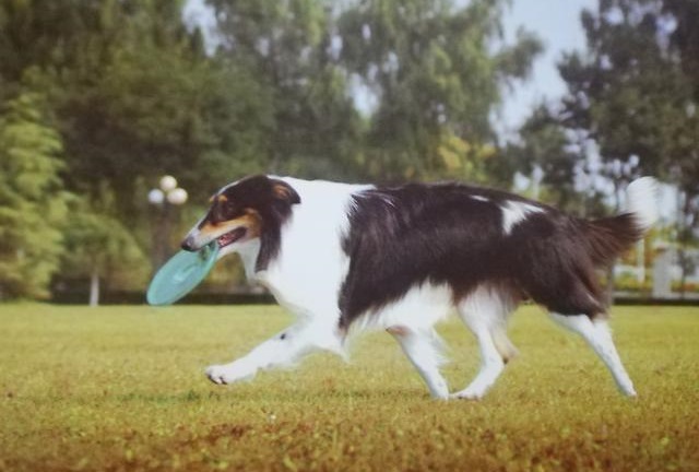 各年龄段苏格兰牧羊犬营养餐