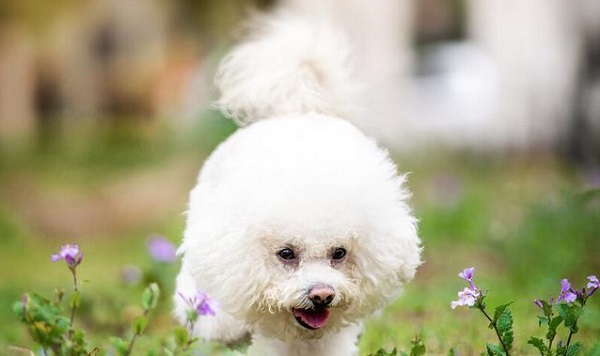 请收好正确饲养比熊犬的方法的总结！