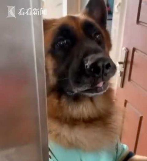成精了！德国牧羊犬会帮主人开门还会算数