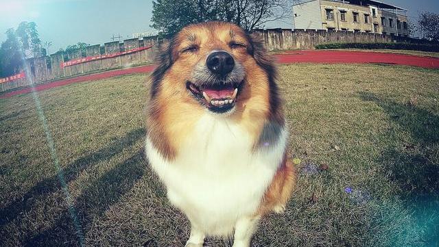 喜乐蒂牧羊犬的饲养要点，你get了吗？