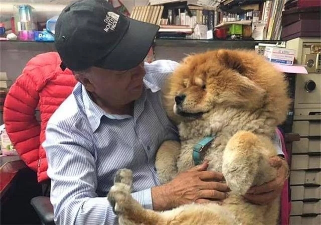 一人一狗，老人和松狮犬互相陪伴10年