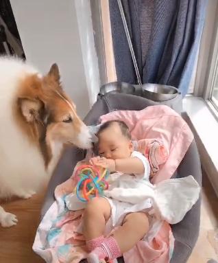 苏格兰牧羊犬的情商智商双高，是宝宝看护小能手呦！