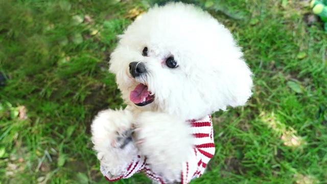 盘点饲养比熊犬的6个误区