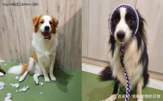 边境牧羊犬DIY抢匪面具，戴上后秒变臭脸大盗，毫无违