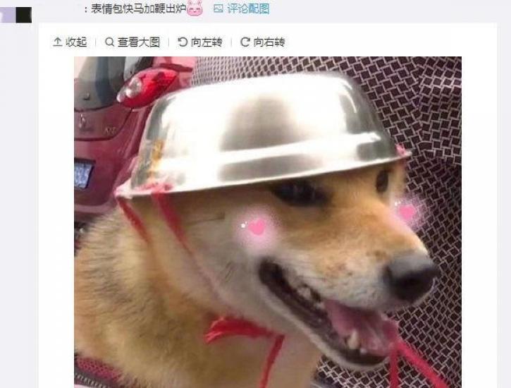 铁帽子汪”表情包来了！连汪星人都戴上了头盔，你的安