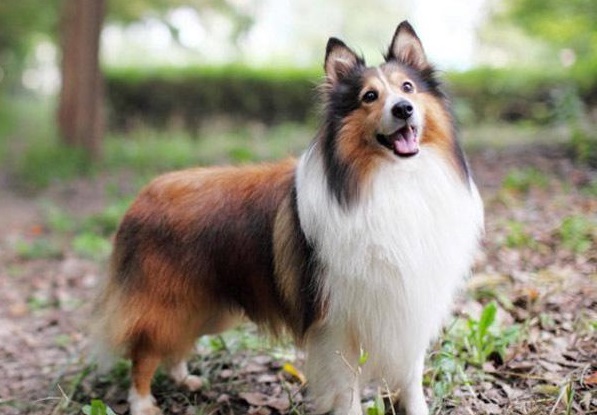 你真的了解喜乐蒂牧羊犬吗？它长得真的很特殊