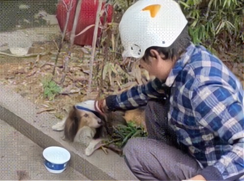 被主人遗弃的苏格兰牧羊犬意志消沉，选择不吃不喝，心里一直思念主人