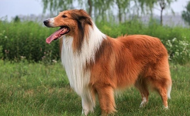 饲养苏牧（苏格兰牧羊犬）的这些注意事项你都知道吗？