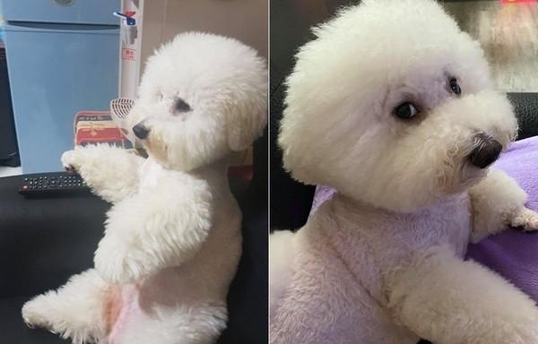 这到底谁才是主人，谁才是宠物呢，个性如大爷般的比熊犬