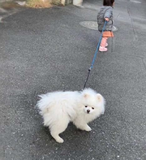 博美犬被一岁小主人硬拉出去散步，满脸无奈：我想回家