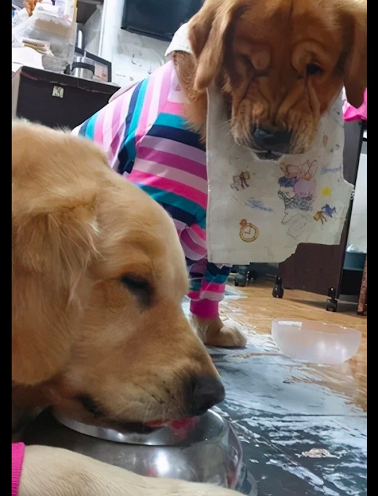 金毛因为吃饭吃得太快，先吃完生气得盯着同伴看：是不是给它的饭比我多？