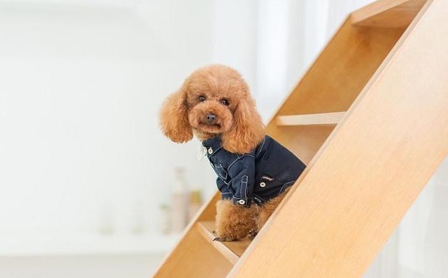 贵宾犬的选购饲养及训练