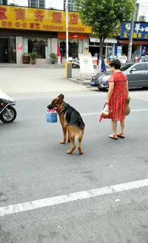 主人带德国牧羊犬狗狗去买东西，狗狗贴心举动让路人羡慕
