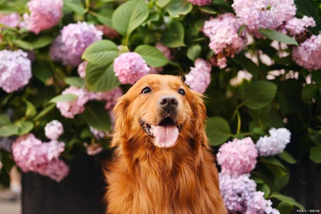 清明时分，小夫妻来缅怀金毛犬，原来它用生命捍卫了自己的忠诚
