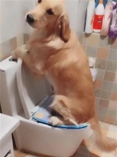 金毛犬上厕所半天不出来，主人好奇进去一看，却被它的姿势笑抽了