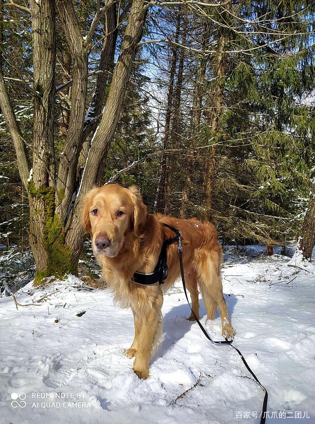 金毛犬跌落深坑，靠舔雪水撑过32天，一条路过的热心小狗救了它
