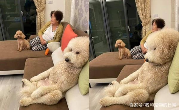 贵宾犬大爷式的瘫坐在沙发上，妈回家傻眼：简直是一个人的概念！